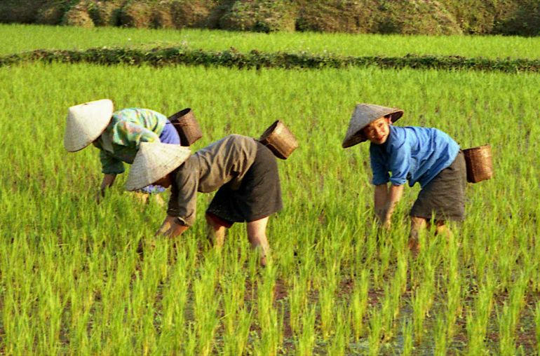 Women-weeding-rice-field